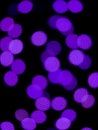 Blurred image of purple lights