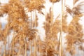 Blurred image of reed inflorescences and stems against a gray cloudy sky