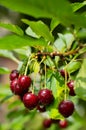 Blurred image of ripe cherries with water drops on a branch after a summer rain Royalty Free Stock Photo