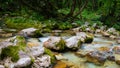 Blurred image of stream of water flowing through beautiful green forest Royalty Free Stock Photo