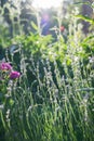 Blurred image of sun rays, blooming lavender and plants in a flower bed