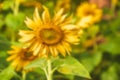 Blurred image of sunflowers on a sunny day in sunflower field. Royalty Free Stock Photo