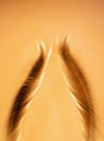 Blurred Image Of Two Feathers