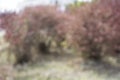 Blurred image of urban decoration bush out of focus shot of city park plant bushes background backdrop near by pathway pedestrian