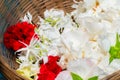 Blurred image of white sthal padma or Hibiscus mutabilis flowers, also known as the Confederate rose, Dixie rosemallow, cotton Royalty Free Stock Photo