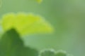 Blurred image of yellow and green leaves. Natural background Royalty Free Stock Photo