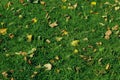 Blurred image of a yellow leaves on green grass. Autumn, fall, nature concept. Abstract nature background. Royalty Free Stock Photo