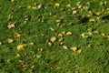 Blurred image of a yellow leaves on green grass. Autumn, fall, nature concept. Abstract nature background. Royalty Free Stock Photo
