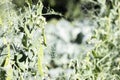 Blurred image of a young pea plant with pods. Sugar peas growing in a summer garden, green leaves, twigs and pods. Organic Royalty Free Stock Photo