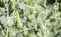 Blurred image of a young pea plant with pods. Sugar peas growing in a summer garden, green leaves, twigs and pods. Organic Royalty Free Stock Photo