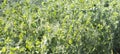 Blurred image of a young pea plant with pods. Sugar peas growing in a summer garden, green leaves, twigs and pods. Organic Royalty Free Stock Photo