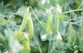 Blurred image of a young pea plant with pods. Sugar peas growing in a summer garden, green leaves, twigs and pods. Organic Royalty Free Stock Photo