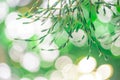 Blurred images of green leaves in the garden, Blurred bokeh and fair lens as background In the natural garden in the daytime