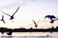 Blurred images of seagulls inflight just above the water