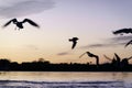 Blurred images of seagulls inflight just above the water