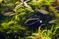 Juvenile congo tetra fish and black emperor tetra in freshwater Amano style planted iwagumi aquascape, healthy colorful plants