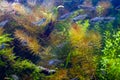 Blurred juvenile congo tetra fish swim fast in freshwater iwagumi aquascape, healthy colorful plants, Amano style