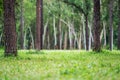 Blurred landscape image of pine trees and grass in the forest