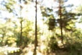 Blurred landscape inside a forest in autumn