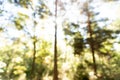Blurred landscape inside a forest in autumn Royalty Free Stock Photo