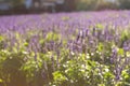 Blurred lavender background