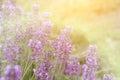 Blurred lavender flower background at sunset. Aromatherapy