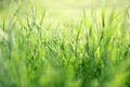Blurred Lawn Grass Background