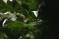 Green oak acorn on a blurred dark background of foliage Royalty Free Stock Photo