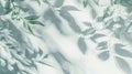 Blurred Leaf Shadows on White Wall, Minimal Abstract Background for Product Presentation, Spring and Summer Royalty Free Stock Photo