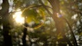Blurred leaves in sunlight, vintage lens flares and bokeh Royalty Free Stock Photo
