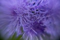 Blurred lilac background of small petals