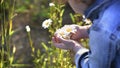 Blurred little girl`s hands hold daisies Royalty Free Stock Photo