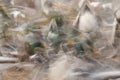 Blurred long exposure of a Mallard duck feeding frenzy Royalty Free Stock Photo