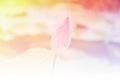 Blurred of lotus flowers blooming. in the pastel color style for background. Royalty Free Stock Photo