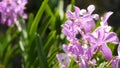 Blurred macro close up, colorful tropical orchid flower in spring garden, tender petals among sunny lush foliage. Abstract natural Royalty Free Stock Photo