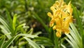 Blurred macro close up, colorful tropical orchid flower in spring garden, tender petals among sunny lush foliage. Abstract natural Royalty Free Stock Photo