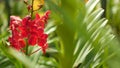 Blurred macro close up, colorful tropical orchid flower in spring garden, tender petals among sunny lush foliage. Abstract natural Royalty Free Stock Photo