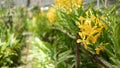 Blurred macro close up, colorful tropical orchid flower in spring garden, tender petals among sunny lush foliage. Abstract natural Royalty Free Stock Photo