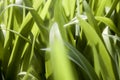 Blurred macro of grass