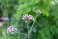 Blurred macro photo of ornamental plant verbena close up