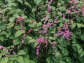 Blurred Mexican creeper flower in the garden.Antigonon leptopus, commonly known as coral vine, Coralita or San Miguelito vine.