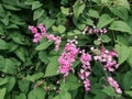 Blurred Mexican creeper flower in the garden.Antigonon leptopus, commonly known as coral vine, Coralita or San Miguelito vine.