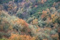 Blurred by mist view of a colorful forested valley in autumn Royalty Free Stock Photo