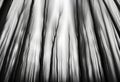 blurred modern monochrome abstract painting of tall bare winter forest trees