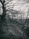 Blurred monochrome dark vintage style image of spooky twisted winter trees at twilight on a steep woodland hill