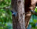 Blurred motion of flying Red-breasted nuthatch with one nuthatch perched on branch