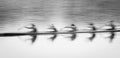 Blurred of motion of people rowing long boat in public park