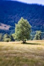 Blurred Mountain Tree. Lensbaby Shot Royalty Free Stock Photo