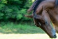 Blurred movement of horse head. Motion blur of turn the mane of beautiful stallion.