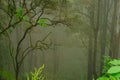blurred mysterious jungle landscape, trunks deciduous rainforest, tropical trees, mystical background for designer, concept